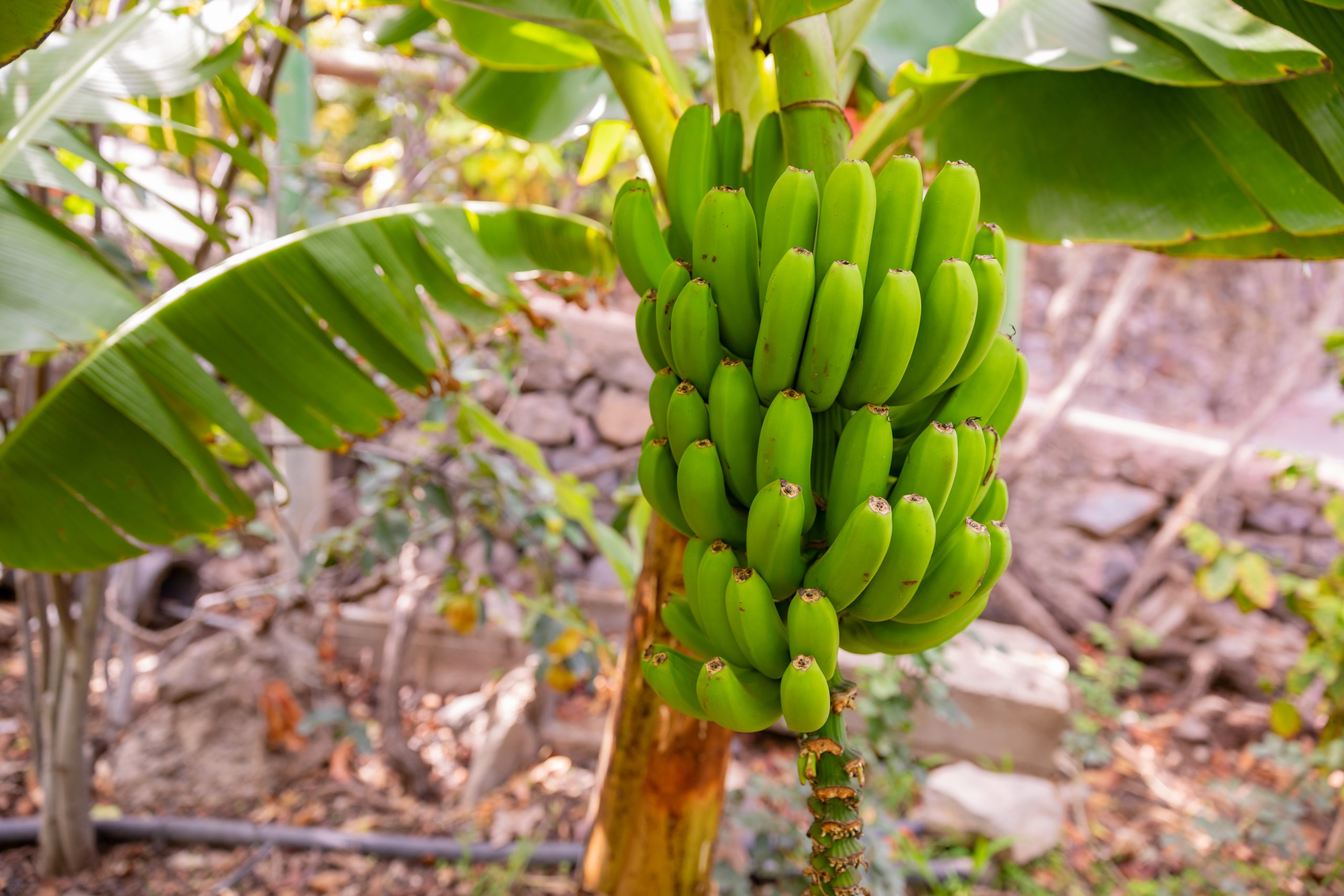 how-to-eat-bananas-dole-banana-diet